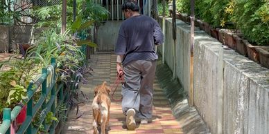 A person walking a dog on a sunny garden path.
