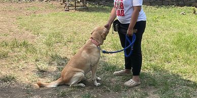Person training a sitting dog outdoors on a sunny day.