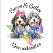 Beaus and Belles Bernedoodles