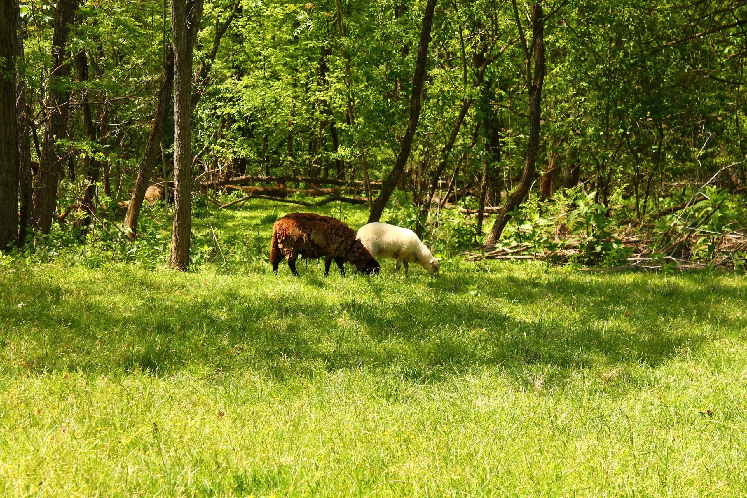 Freezer Lambs Goshen Farms