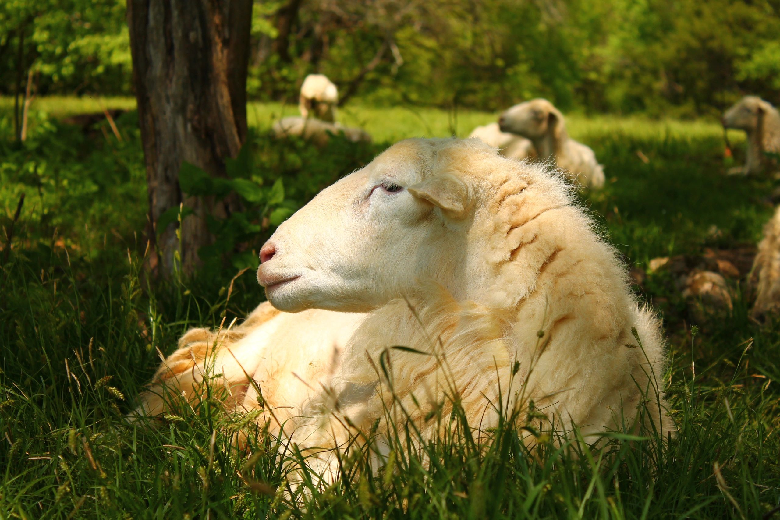 Freezer Lambs Goshen Farms