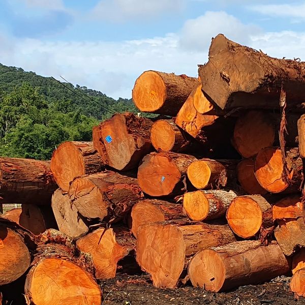 Tronco de caoba - Swietenia mahogany tree trunk