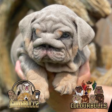 English bulldog merle hot sale puppies for sale