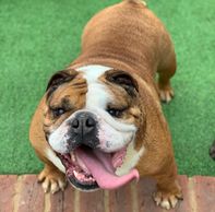 Colourbulls Daisy is our first ever bulldog and was bought from standard show breeder. Her father is