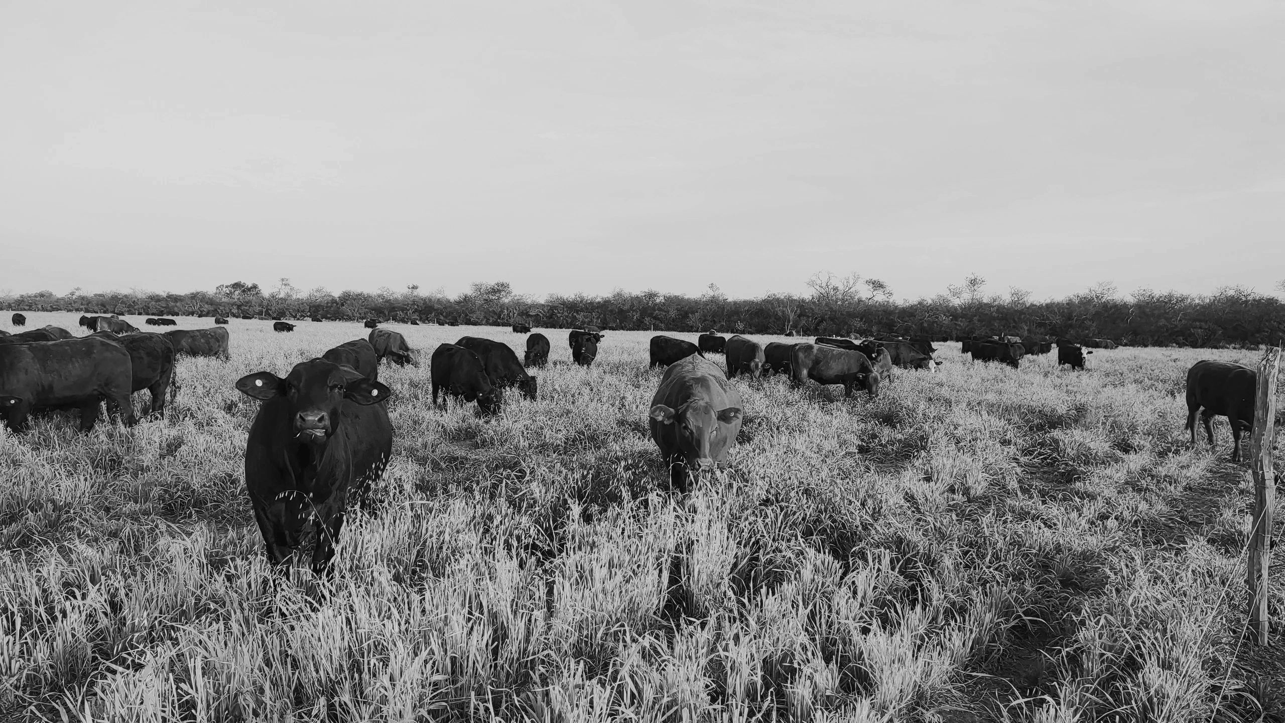 Argentine Premium Beef