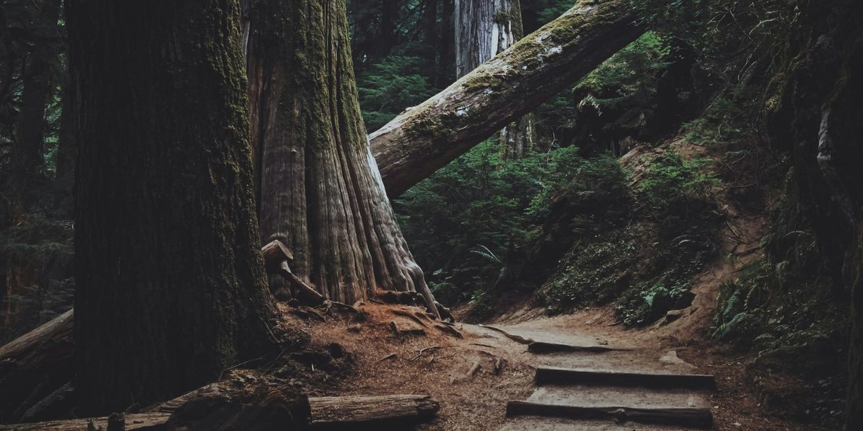 A serene forest path with large trees and wooden steps.