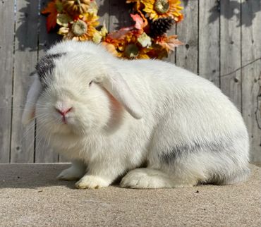 Shiloh, Black Magpie WE 