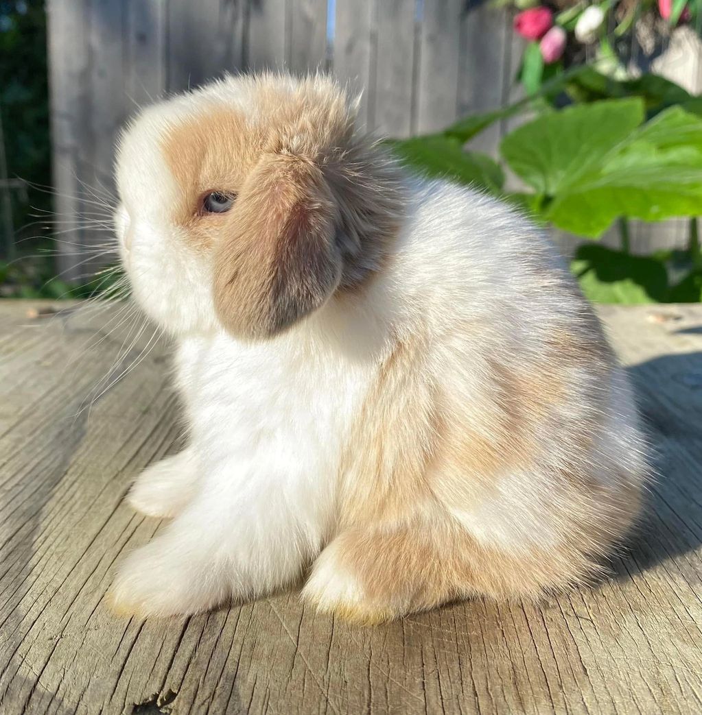 Pedigreed Holland lops kits 