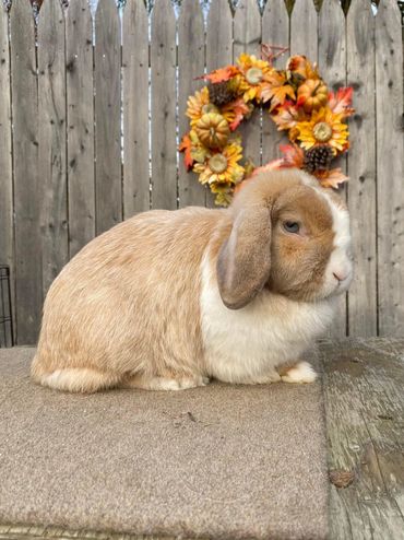 Octavia, Orange VM Doe (Retired) 