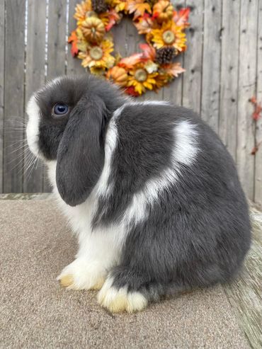 Money, Blue Heavy VM Doe 