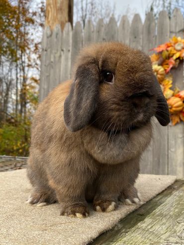 Maple, Black Tort. Doe 