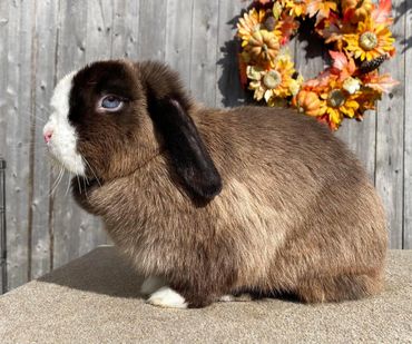 Indigo, Siamese Sable VM Doe 