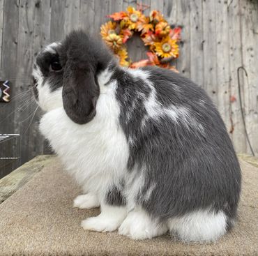 Star, Broken Blue VC Doe 