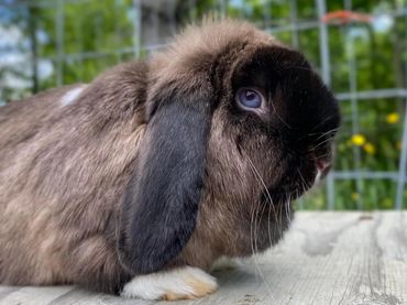 Moon, Siamese Sable VM Doe. 