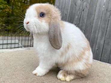 Serena, Orange Heavy VM Doe 