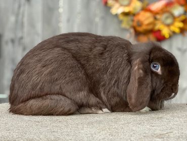 Kadbury, Chocolate VM Doe 