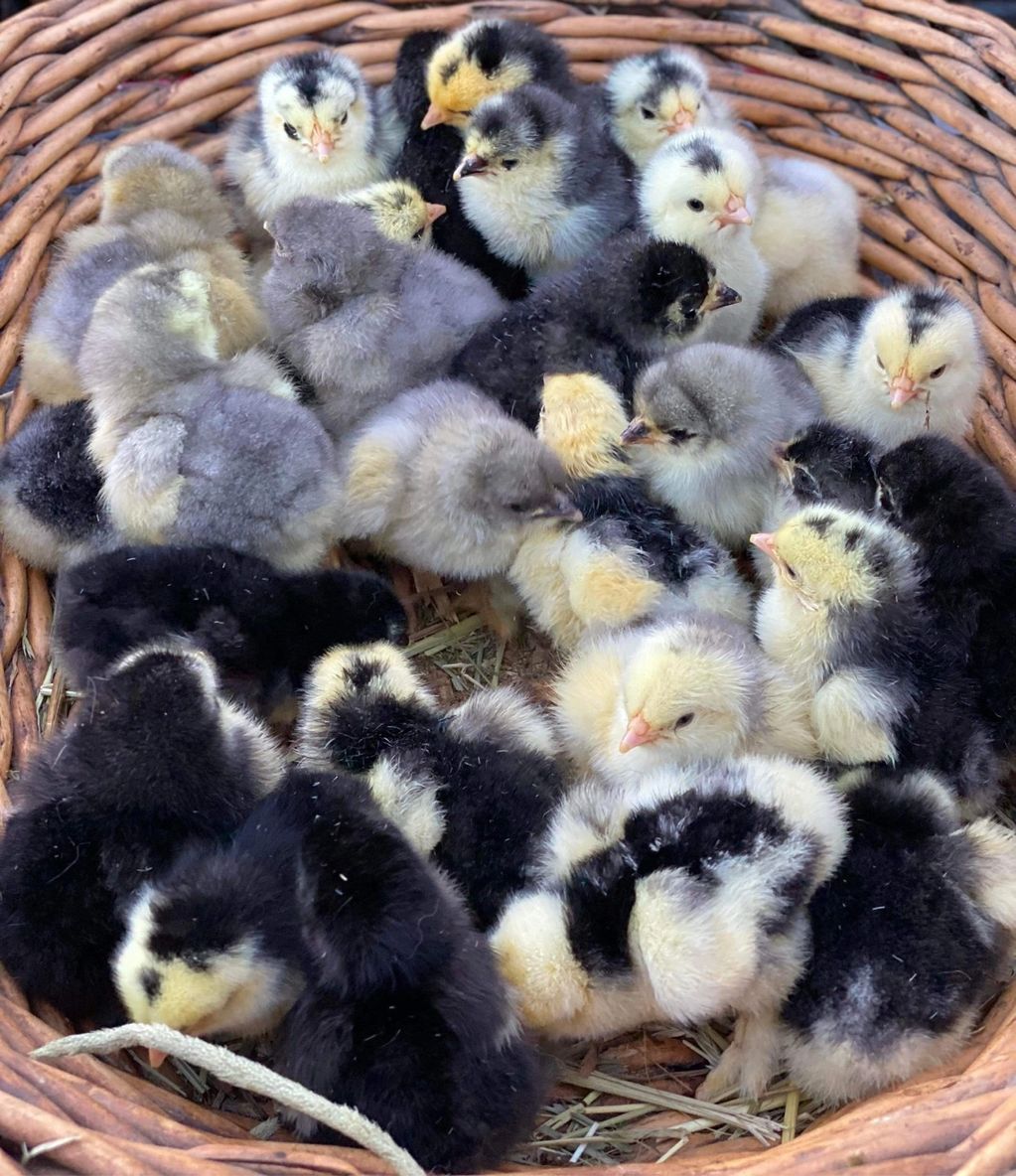 Our Standard Cochin Chicks 