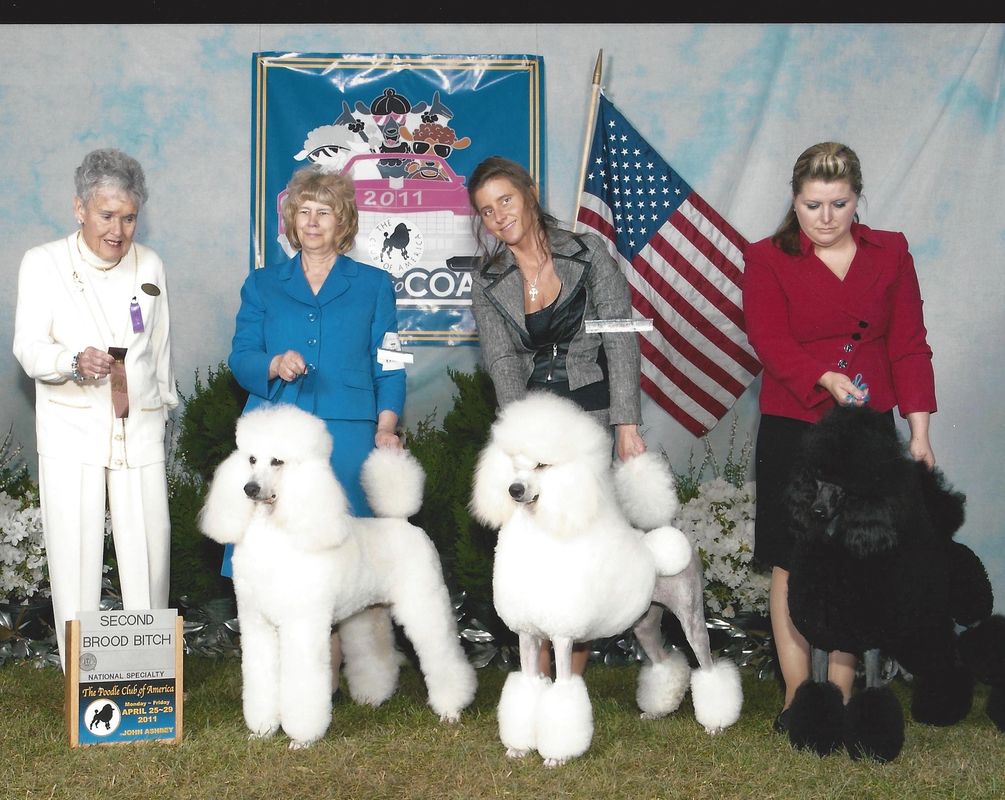 Our Standard Poodles