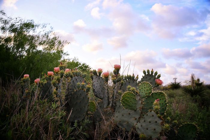 A prickly pear cactus blooms under a pink South Texas evening sky. 