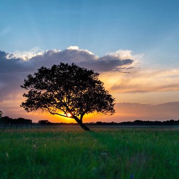 Tree & field dotted by wildflowers silhouetted by a spring sunset in the Texas Hill Country. 