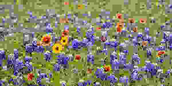 Photograph of a field of Texas wildflowers and bluebonnets. Zilker Park, Austin, Texas. 