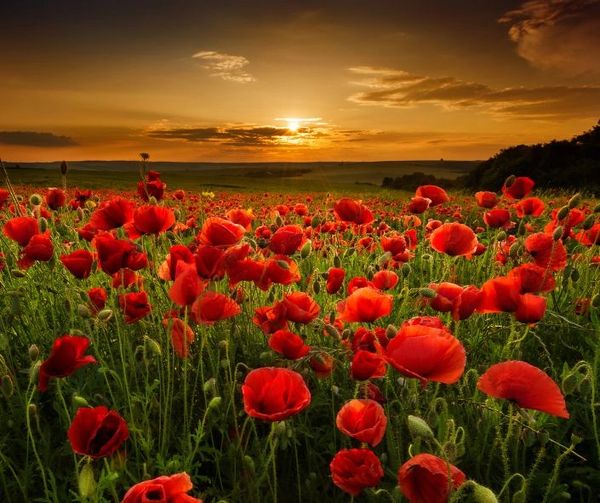 A field of fire poppies below a golden setting sunset in a large, wide field.
