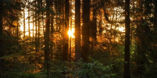 Afternoon sunset shining through the trees of a forest with warm golden light filtering between the 