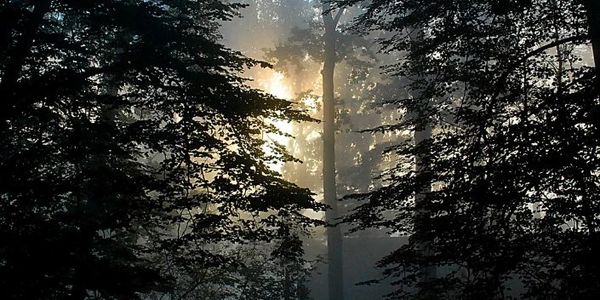 Morning sunrise shining through pine trees in a foggy forest with soft light filtering through the m
