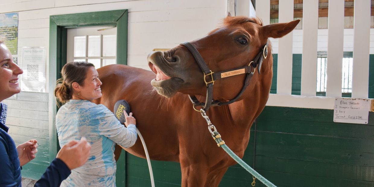 A woman grooming a horse that appears to be making a funny face.