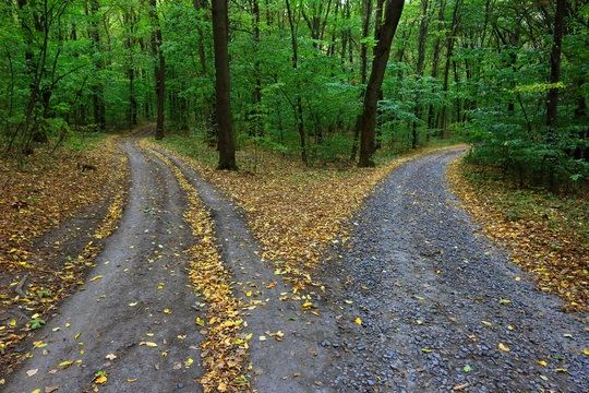 Fork in the Road