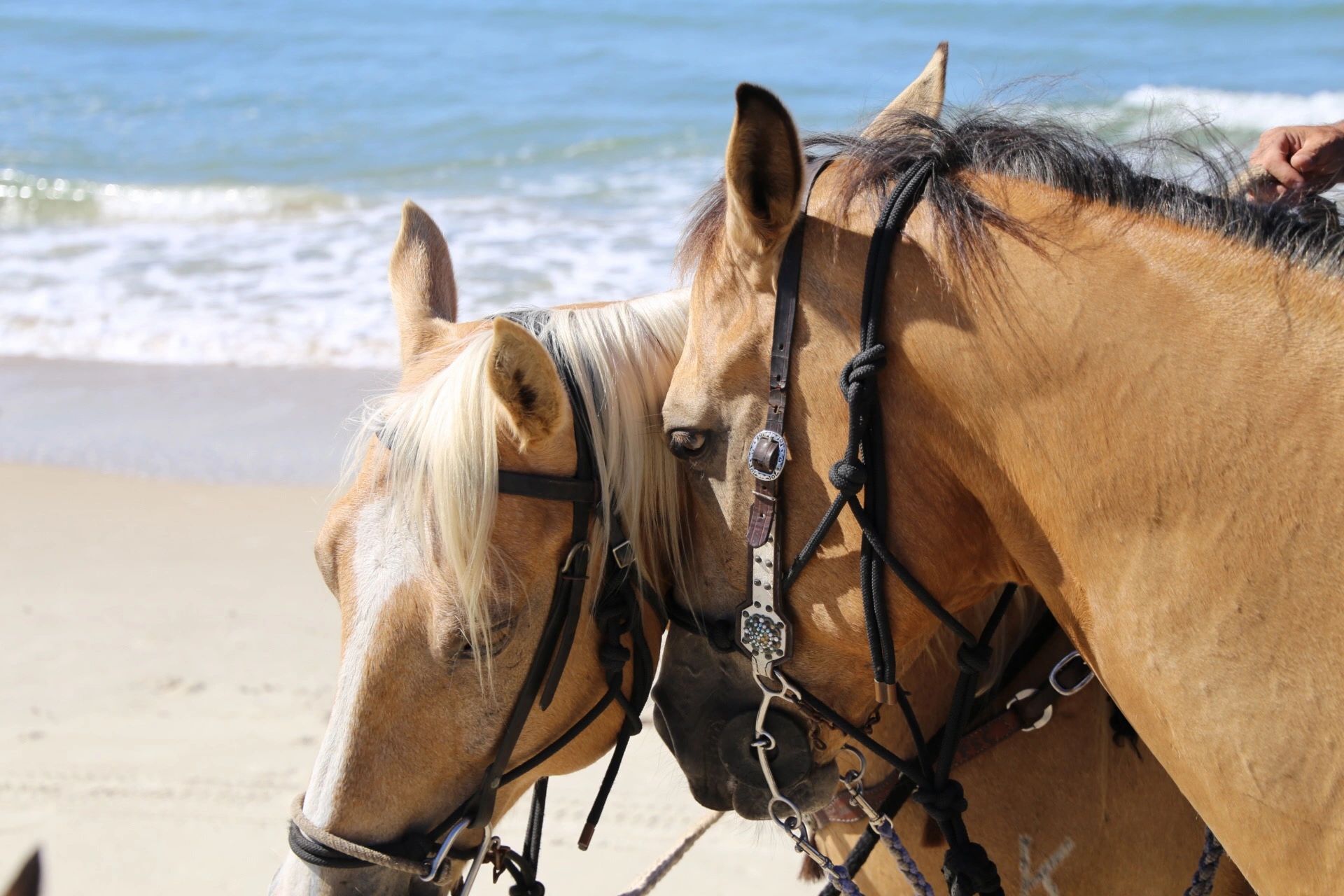 Horseback Riding on the Beach The Rockin’ M Ranch
