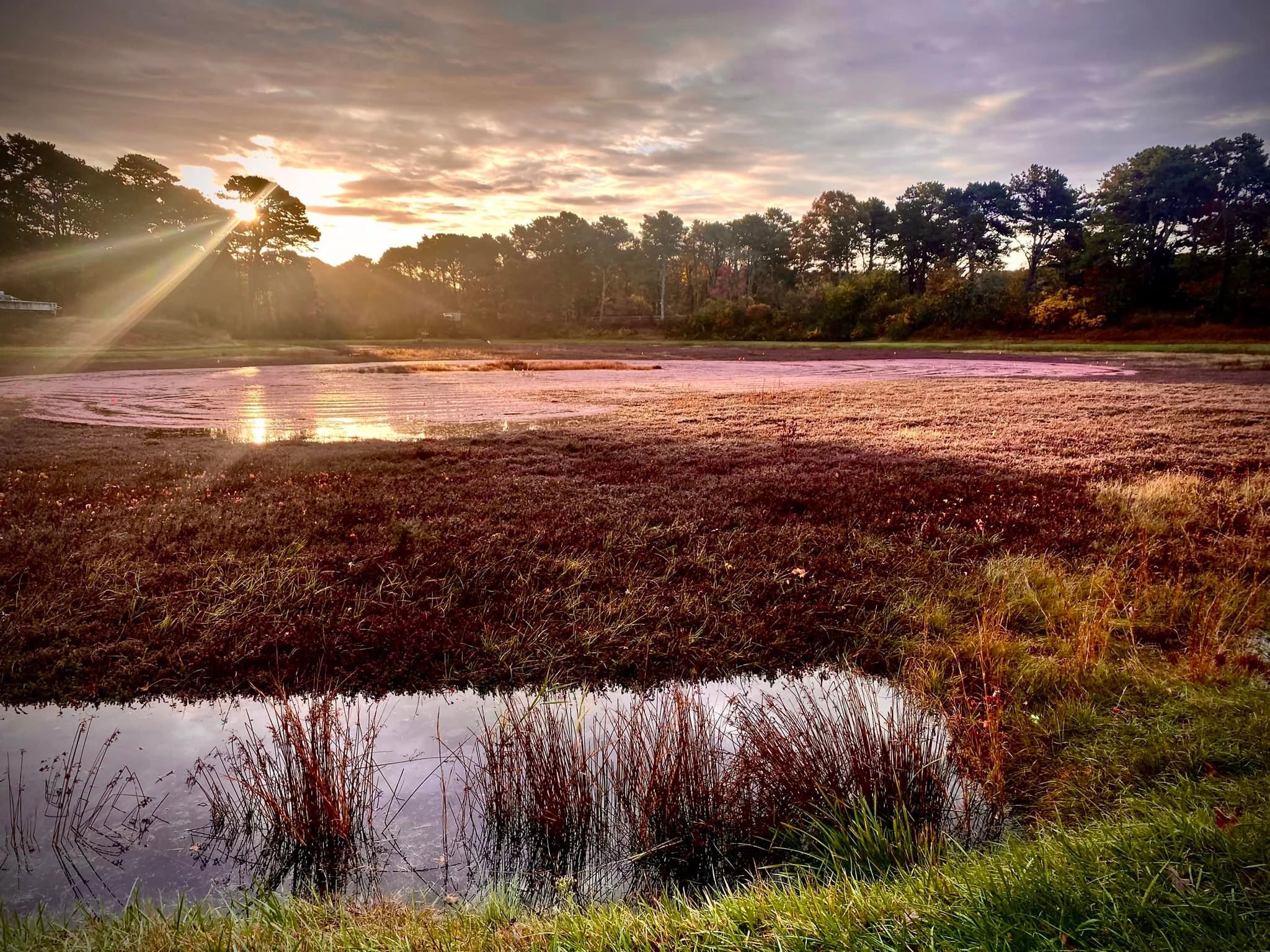 Sunset over a serene wetland with trees in the background.