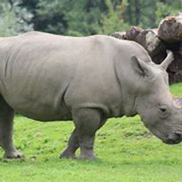 A rhinoceros standing on green grass with logs in the background.