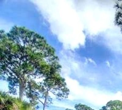 Tall trees under a partly cloudy blue sky.