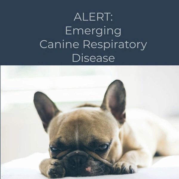 Image showcasing Canine Respiratory Disease