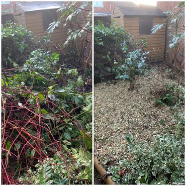 Overgrown plants removed, shredded and shredding used as weed inhibitor