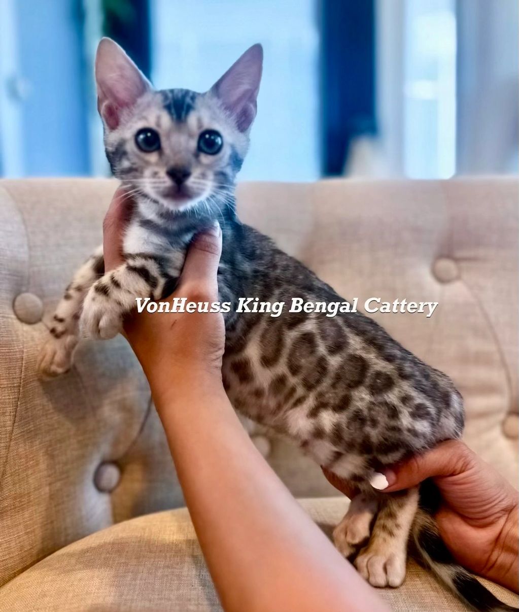 Silver Bengal kitten for sale 