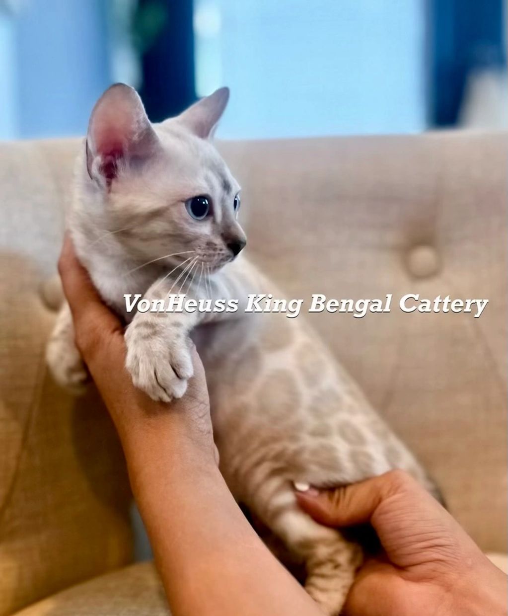 Snow seal lynx Bengal kitten for sale 