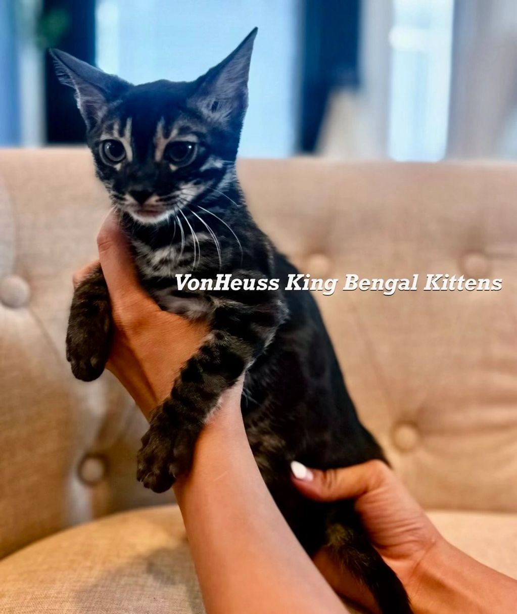 Charcoal Bengal kitten for sale 