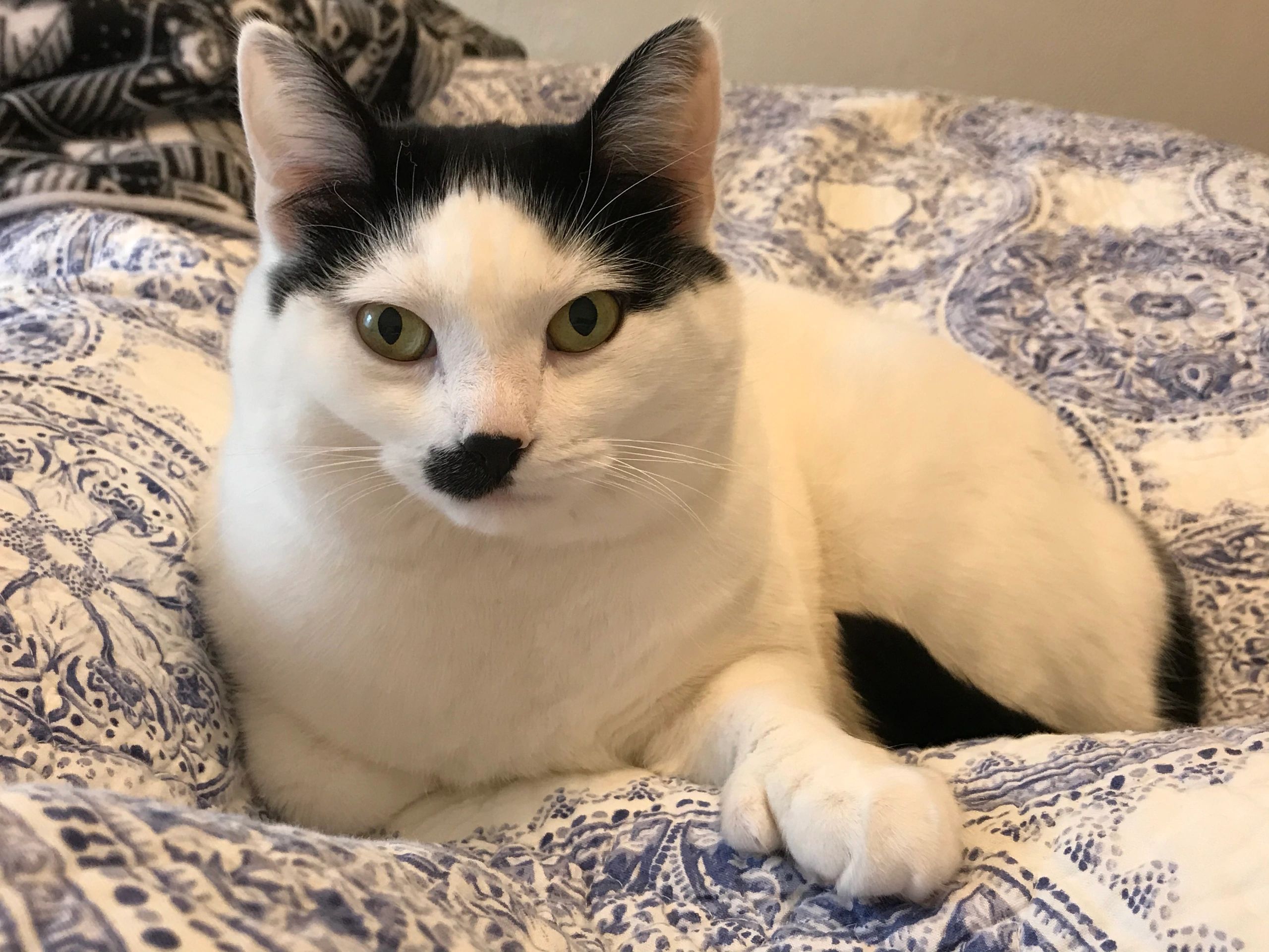 White and black cat lying on blue and white quilt