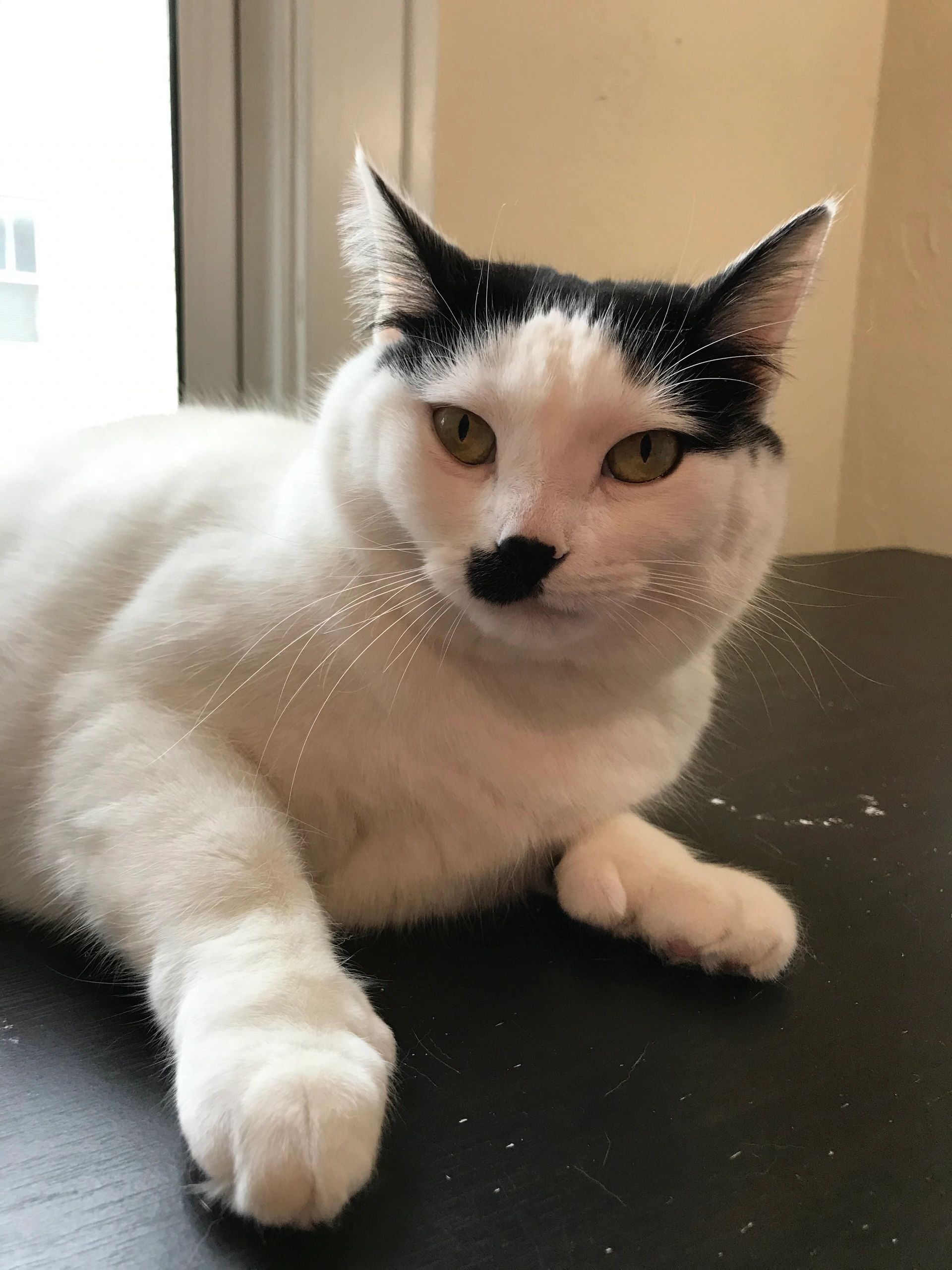 How to Ruin Your Cat in a Few Easy (Mis)Steps