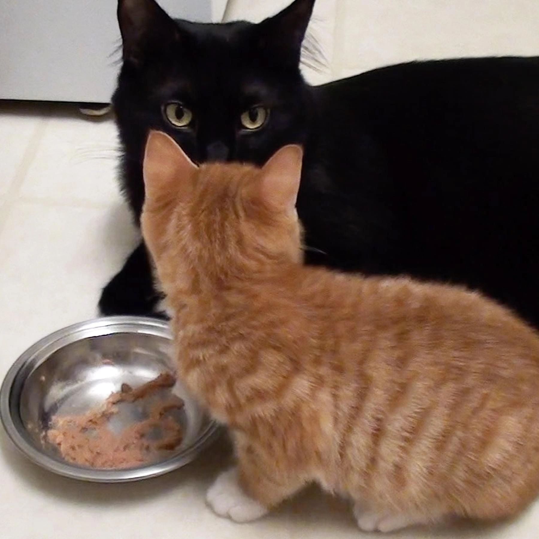 Grieving Cats We Never Knew Rest In Peace, Cole.