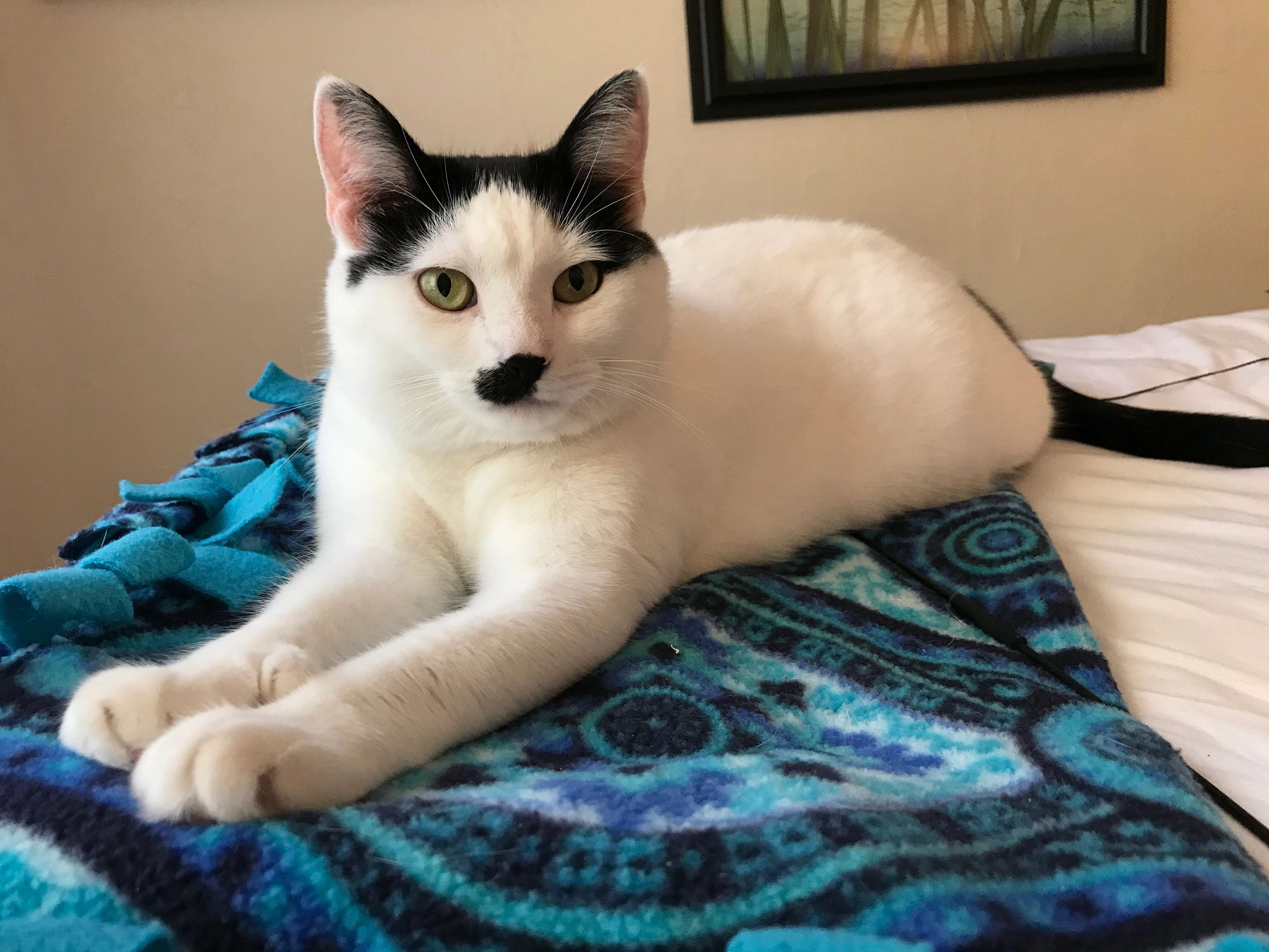 What is a “Special Needs” Cat?