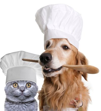 Chef cat and dog advising home cooking as the best source of nutrition for pets in health crisis