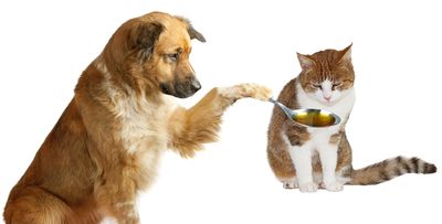 Foods to choose for pets in health crisis after Librela® / Beransa® or Solensia® 