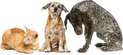 Cats and dogs suffering side effects of Librela, Beransa, and Solensia.    