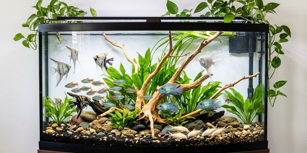A vibrant aquarium with diverse fish and lush green plants inside.