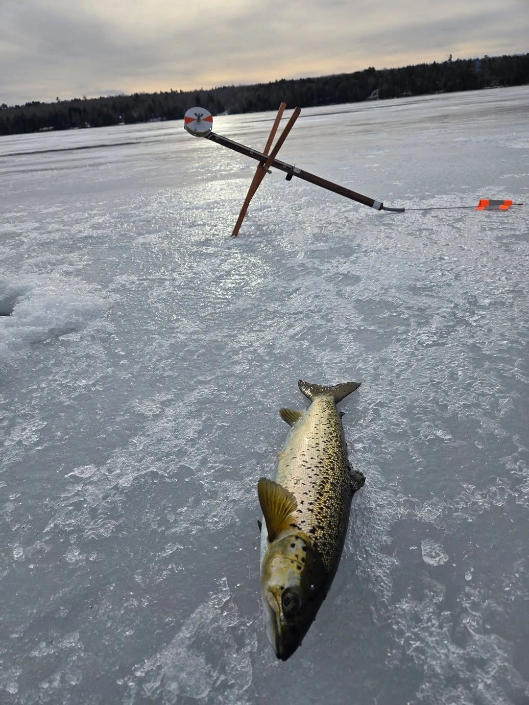 Forest City Traps - Quality Ice Fishing Tip Ups for Sale Indian Hills ...