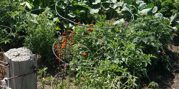 community garden