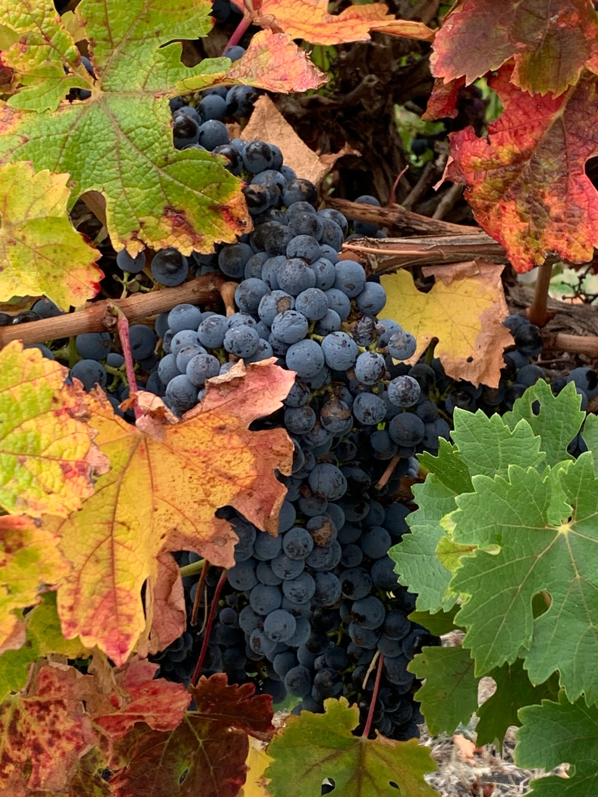 Billy Brand Wines